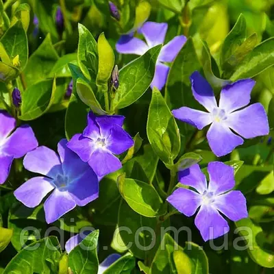 Барвінок малий гібридний Seng