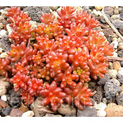 Очиток (седум) Coral Carpet