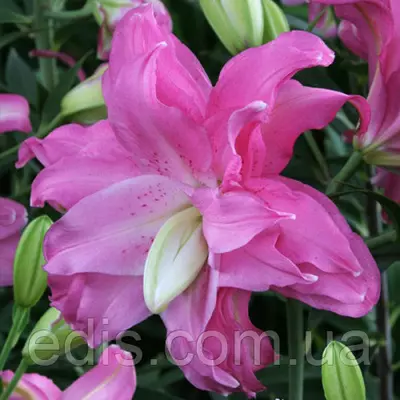 Лілія орієнтальна махрова Lotus Joy (Лотус Джой) 1 цибулина 14/16