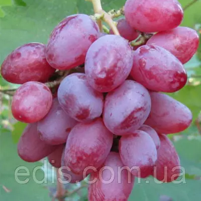Виноград Рута
