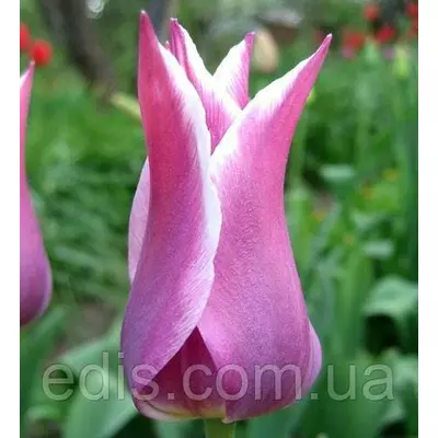 Тюльпан лілієвидний Ballade (Балада) 3 цибулини