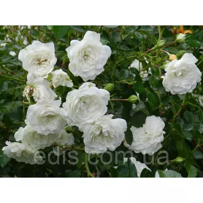 Троянда грунтопокривна Swany