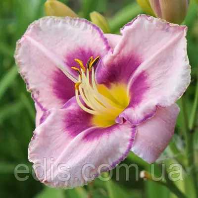 Лілейник Edge Ahead (Едж Ехед) в контейнері