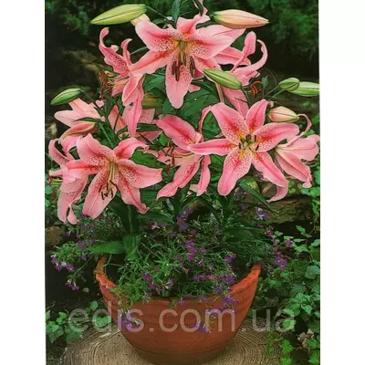 Лілія низькоросла Miss Germany (Міс Германі) 1 цибулина 12/14