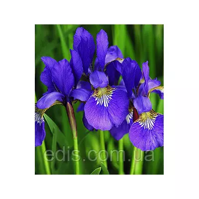 Ірис сибірський Lilace