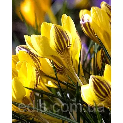 Крокус Ботанічний Gipsy Girl 5 цибулин