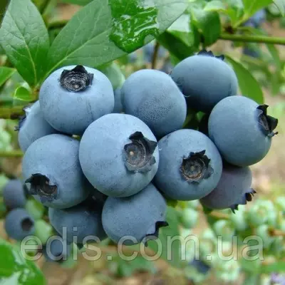 Чорниця Солодкий Захват