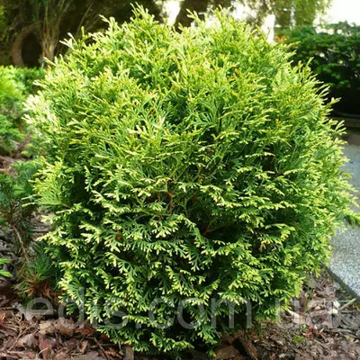 Туя западная Waterfield (Вотерфилд) в контейнере