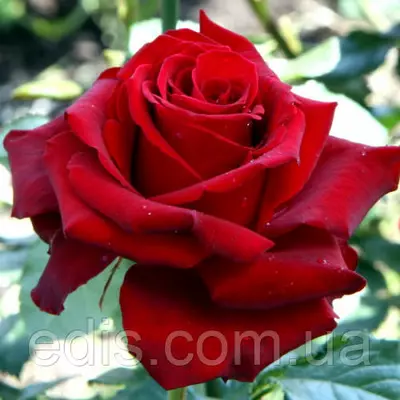 Троянда Бургунд (Burgund) чайно-гібридна