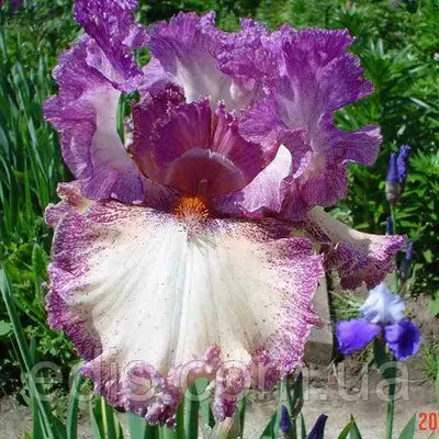 Ірис високий бородатий Brazen Beauty (Бразен Б'юті)