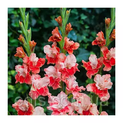 Гладіолус Arcas 3 шт./уп., великоквітковий