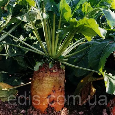 Буряк кормовий Бригадир 300 г, насіння Яскрава