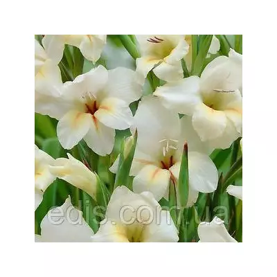 Гладіолус nanus Halley мініатюрний, 3 цибулини/уп.