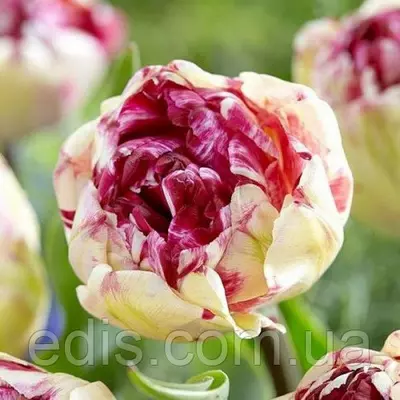 Тюльпан Jonquieres (Джонхіє) махровий пізній 2 цибулини