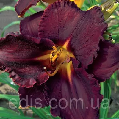 Лілейник Black Stockings кореневище