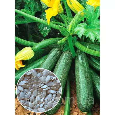 Кабачок Аеронавт 100 г, вагове насіння Яскрава