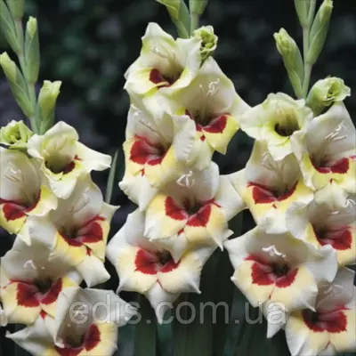 Гладіолус бамбіно Messina (2 квітконоса) 3 шт./уп.