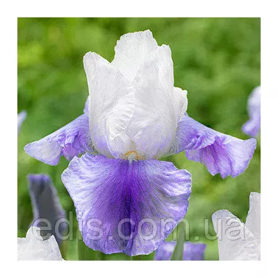 Ірис високий бородатий Latest Style