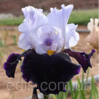 Ірис високий бородатий Habit (Хебит)