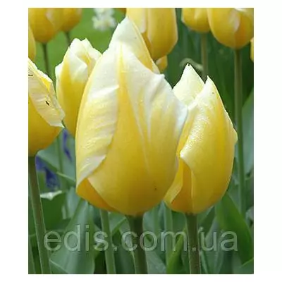 Тюльпан гібрид Фостера Sweet heart (Світхйорт) 3 цибулинки