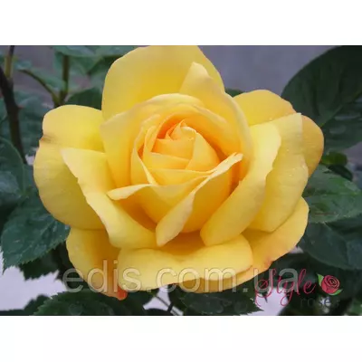 Троянда Артур Белл (Arthur Bell) флорібунда