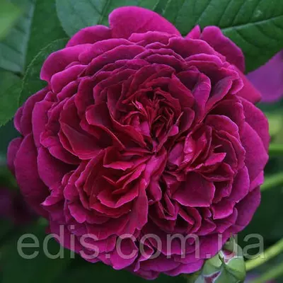 Троянда Вільям Шекспір (William Shakespeare)