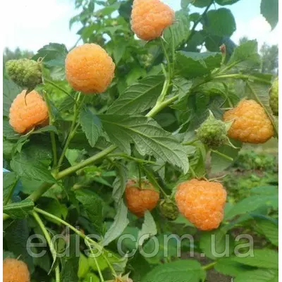 Малина Ярославівна