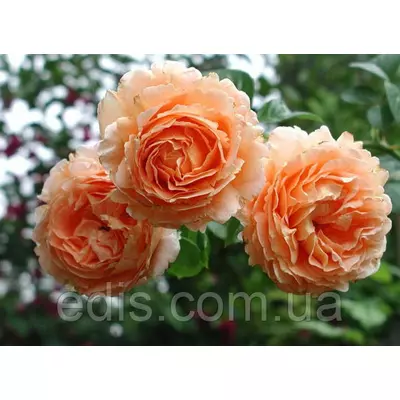 Троянда в'юнка Полька (Polka)