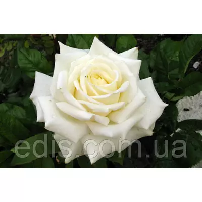 Троянда Айсберг (Iceberg) флорібунда