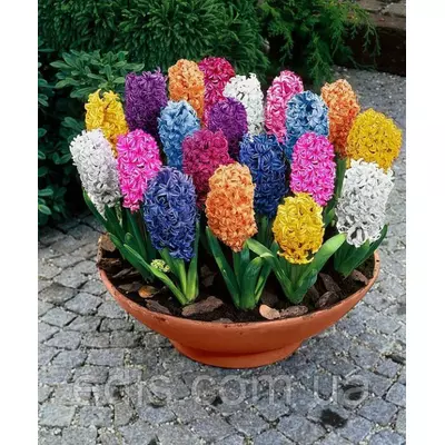 Цибулини гіацинтів суміш 30 цибулин (калібр 14/15 - великий)