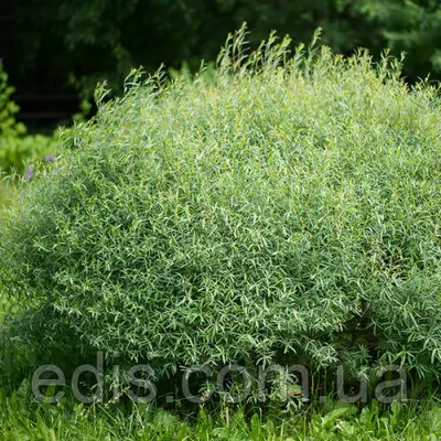 Верба пурпурна Nana (Нана) у контейнері