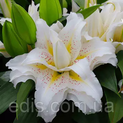 Лілія орієнтальна махрова Roselily Sita (Роузлили Зіта) 1 цибулина 14/16