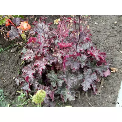 Гейхера Can Can