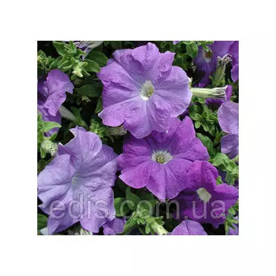 Петунія гігантська Надеє F1, 10 насінин-драже, серія PREMIUM ТМ Яскрава