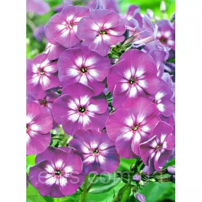 Флокс волотистий Laura (Лаура) кореневище