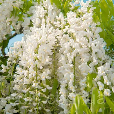 Гліцинія Shiro-noda 4-х річна в контейнері 2 л.