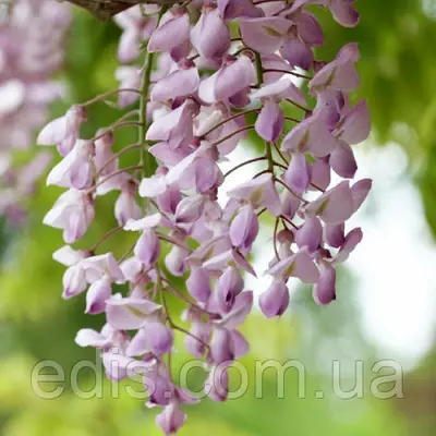 Гліцинія Honbeni 4-х річна в контейнері 2 л.