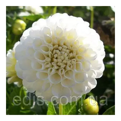 Жоржина Помпонная White Aster