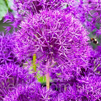 Алліум (цибуля декоративна) Purple Rain (Пурпл Рейн) 1 цибулинка