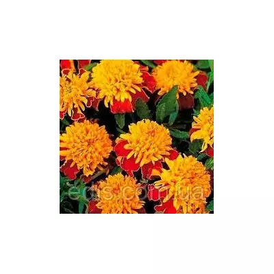 Чорнобривці низькорослі Голдкопфен 0,5 г, насіння Яскрава