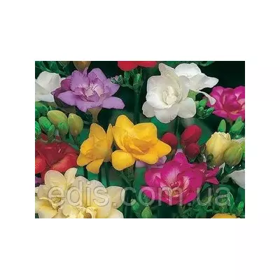 Фрезія проста суміш 25 цибулин