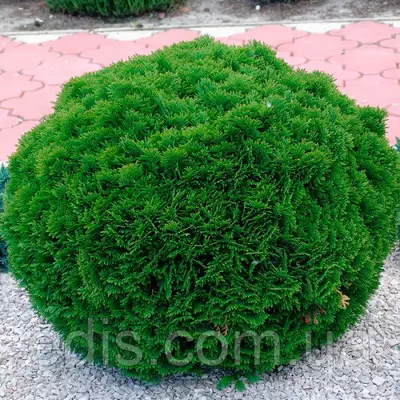 Туя Danica (Даніка) у контейнері