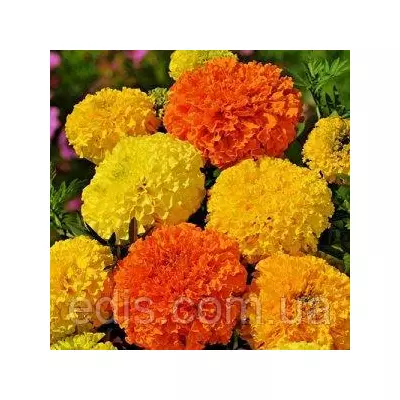 Чорнобривці високорослі суміш 0,5 г, насіння Яскрава