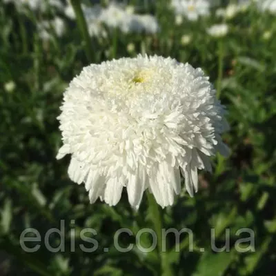 Королицю (ромашка садова) Fiona