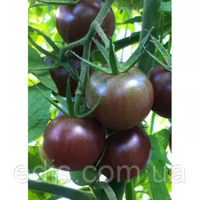 Томат Черрі чорний, 10 г, насіння на вагу Яскрава