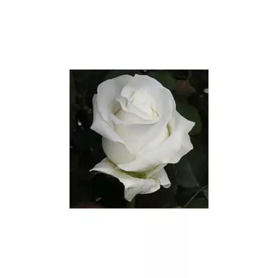 Троянда Анастасия ( Anastasia ) чайно-гібрідна