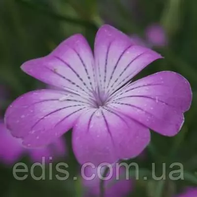 Агростема Мілас 0,5 г насіння Яскрава