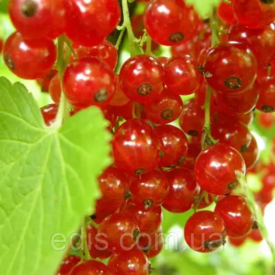 Смородина червона Святкова (рання)