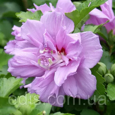 Гібіскус сирійський махровий Ardens (Арденс)