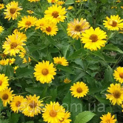 Ромашка садова великоквіткова велика жовта 0,3 г